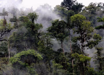 The Cloud Forests thumbnail