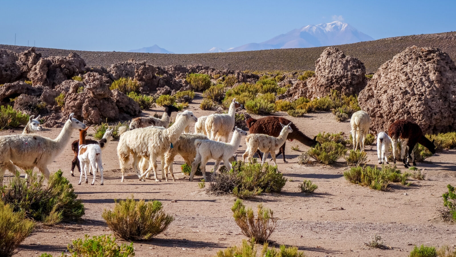 Lamas herd in Bolivia