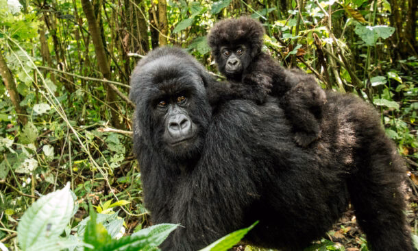 Bwindi Gorilla Trekking and Kenyan Adventure Safari