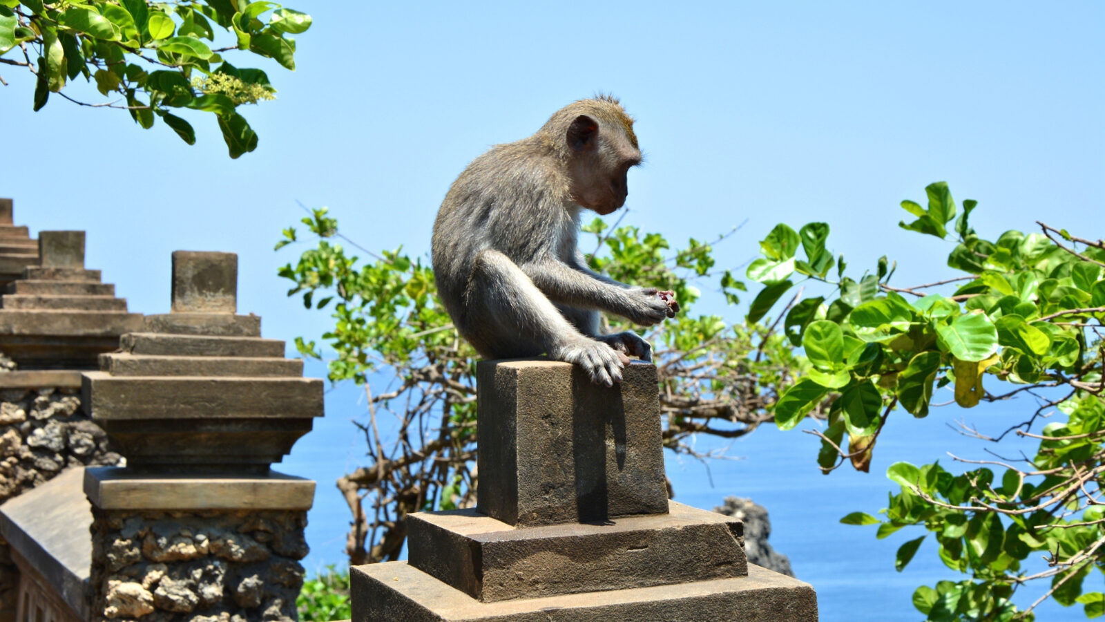 uluwatu-bali-monkey