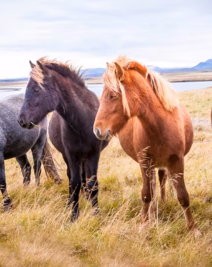 A Guide to Wildlife in Iceland