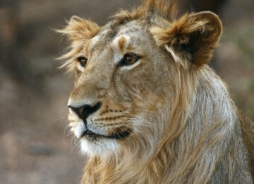 Gir Forest National Park thumbnail