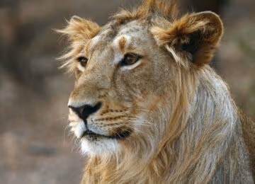 Gir Forest National Park thumbnail