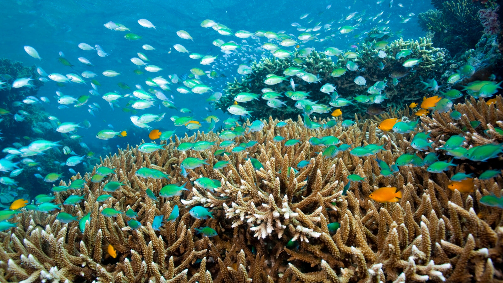Coral and fish under water at Menjangan Island