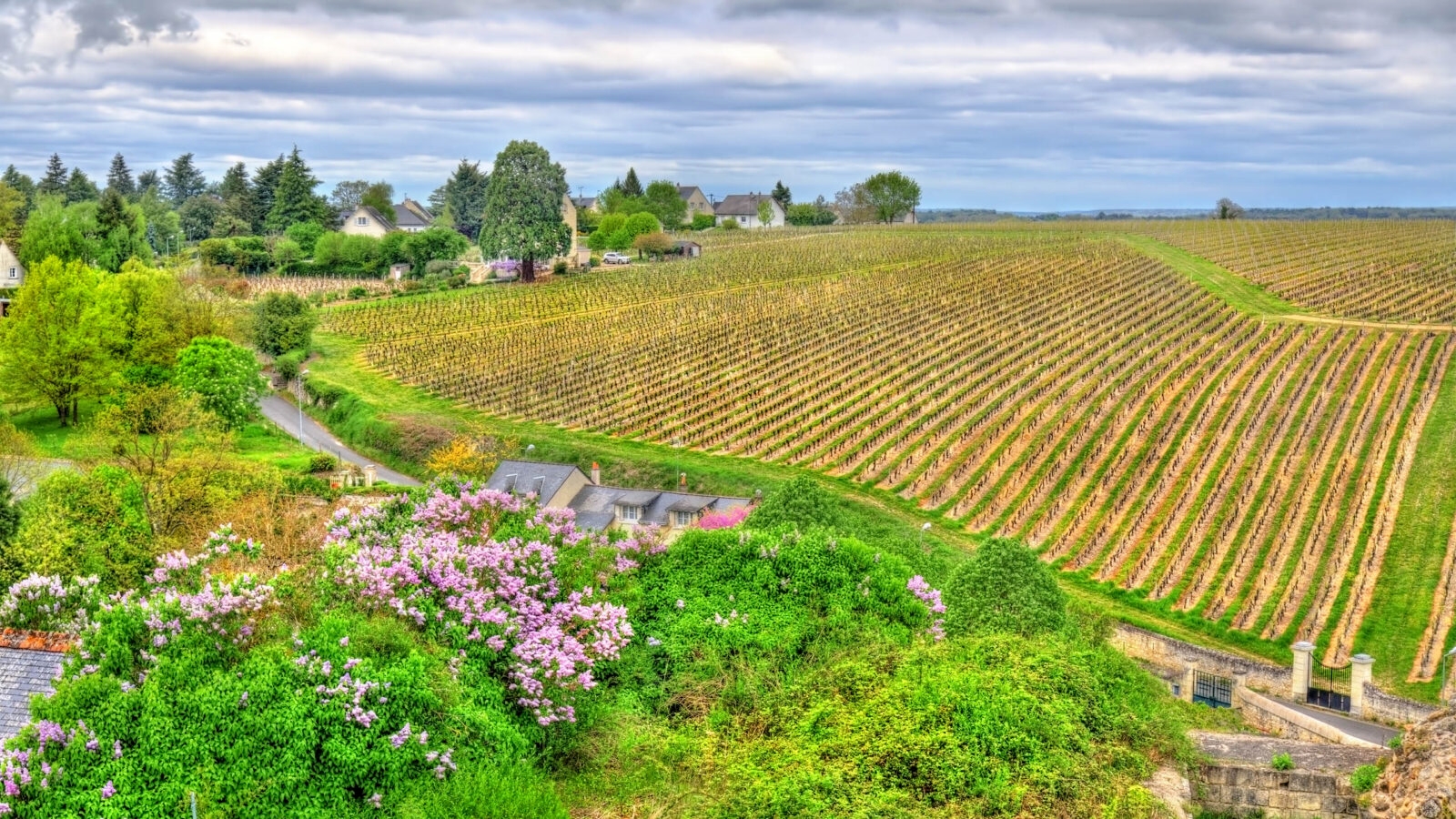 Vineyard in Chinon, the Loire Valley, France