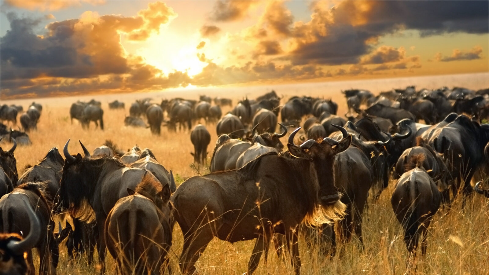 Herd of wildebeest grazing in the plains of the Serengeti National Park, Tanzania, at sunset