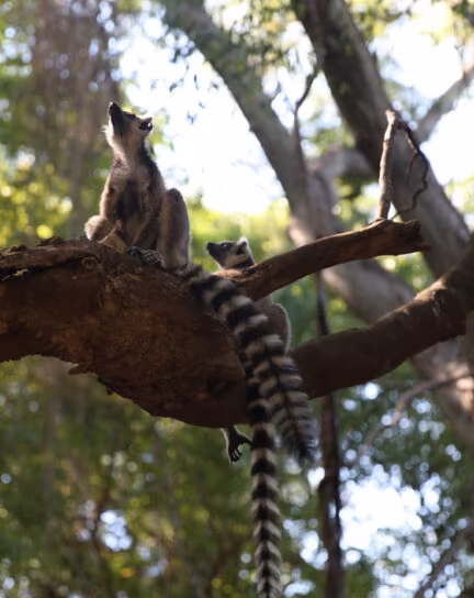 When is the Best Time to Go to Madagascar?