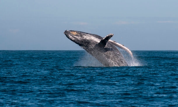 Humpback whale watching