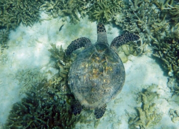 Diana Region thumbnail