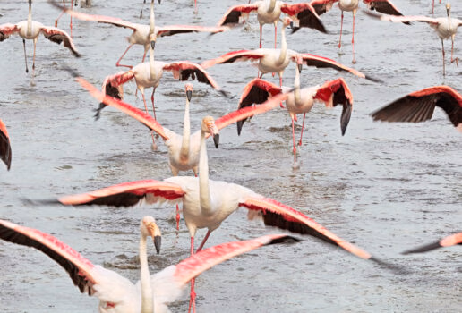 Stroll through fragrant fields of lavender, admire flocks of flamingoes and sip on some of the region's best wines.