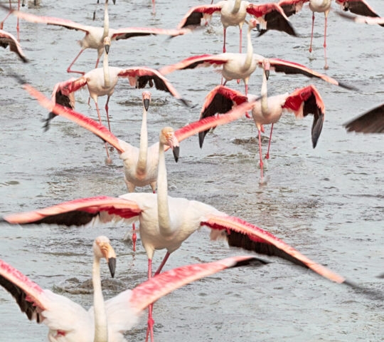 camargue-france-flamingos