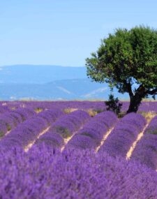 Exploring Provence