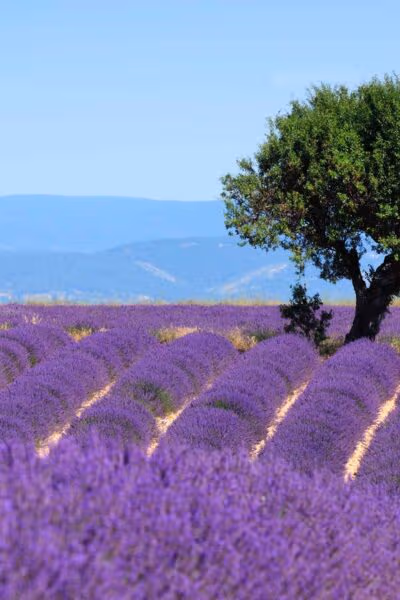Exploring Provence