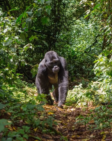 Gorilla Trekking: Uganda vs. Rwanda