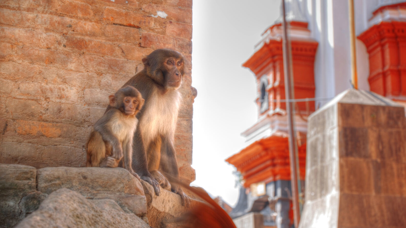 pashupatinath-monkeys