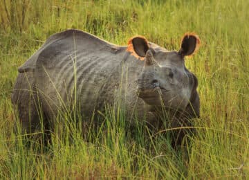 Chitwan thumbnail