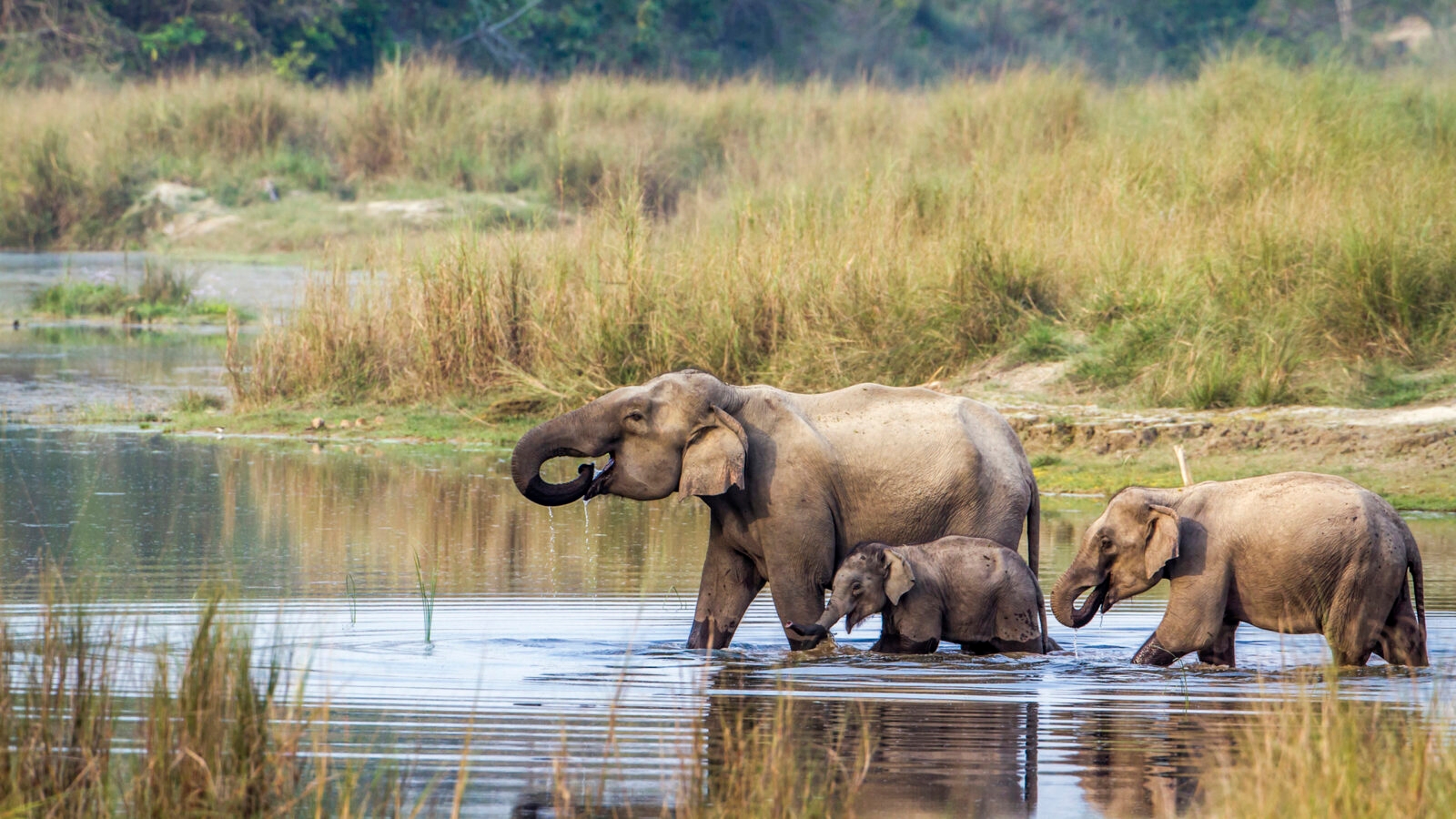 bardia-national-park-nepal-elephants