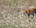 bardia-national-park-nepal-tiger
