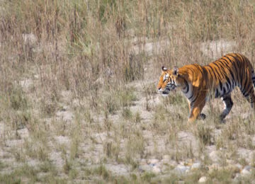 Bardia National Park thumbnail
