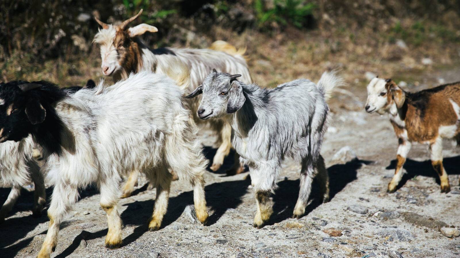 annapurna-region-goats