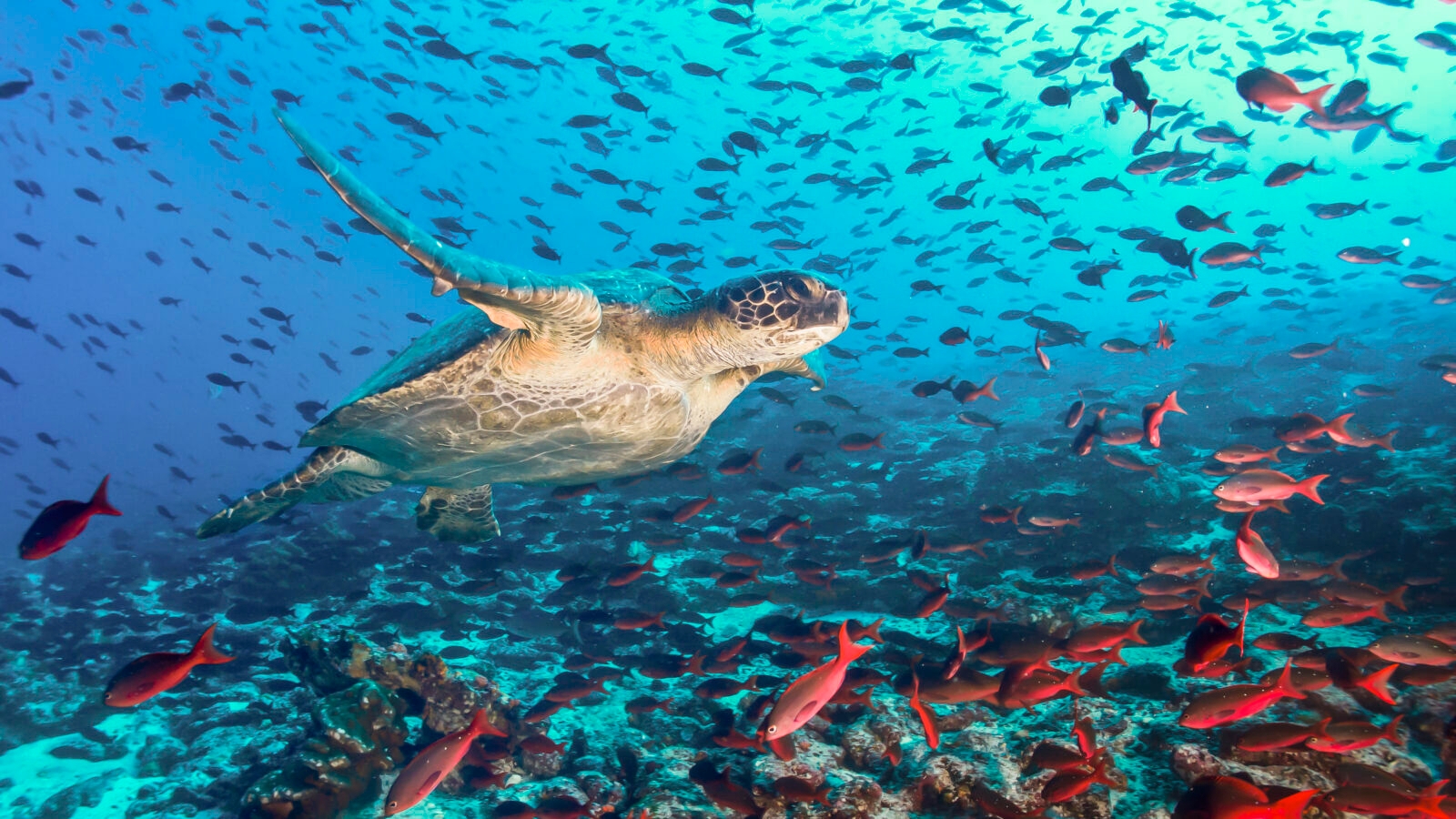 turtle-fish-underwater-galapagos-islands