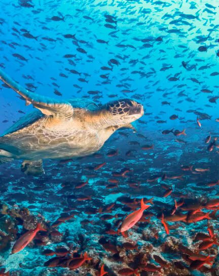 Sustainable Travel in Ecuador and the Galapagos