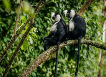 Nyungwe National Park thumbnail