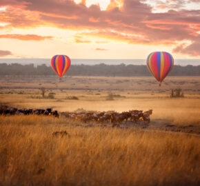 Luxury Africa Safari Sunrise over the Maasai Mara, with a pair of low-flying hot air balloons and a herd of wildebeest below in the typical red oat grass of the region, in Kenya during the annual Great Migration.
