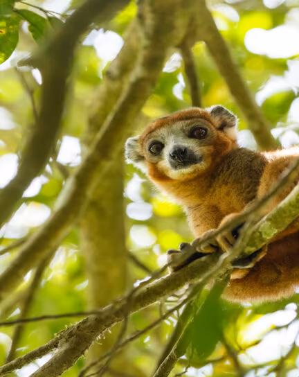 Our guide to wildlife in Madagascar