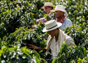 The Coffee Triangle thumbnail