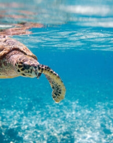 Luxurious combinations