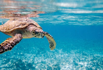 Sabi Sands Safari and Seychelles Family Adventure