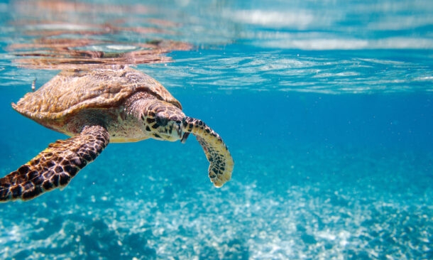 A Sabi Sands Safari and Seychelles Family Adventure