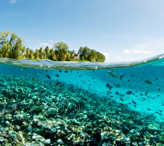 seychelles-coral-reef-view