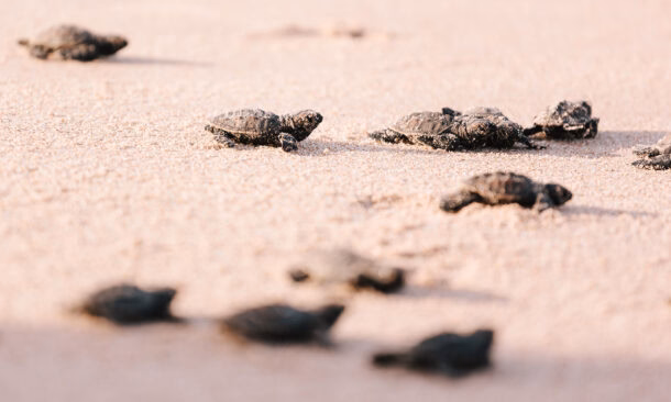 The best time to see turtle hatching