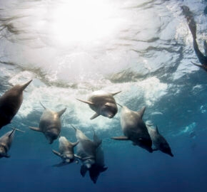 bottlenose-dolphins-mozambique
