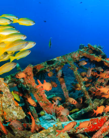 Where to Go for Incredible Wreck Diving