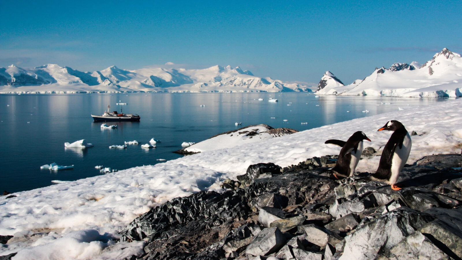 antarctica-view-penguins