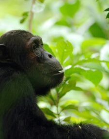 Wild Katavi and Mahale Chimp Safari