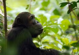 Wild Katavi and Mahale Chimp Safari