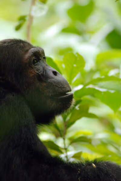 Wild Katavi and Mahale Chimp Safari