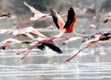 Lake Manyara thumbnail