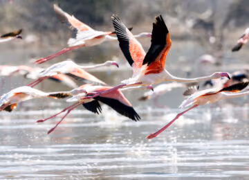 Lake Manyara thumbnail