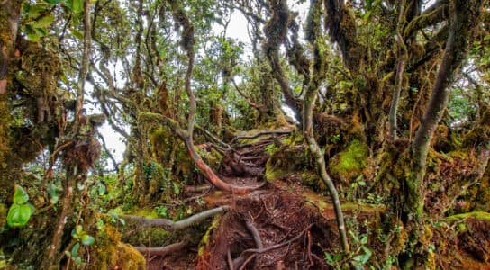 Visit a Cameron Highlands tea plantation preview image