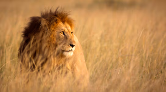 Find all of the Big Five on a guided game drive preview image