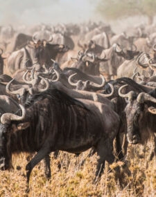 See the Great Migration in the Serengeti