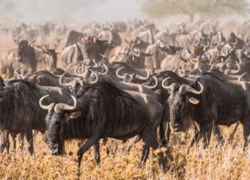 Serengeti National Park thumbnail