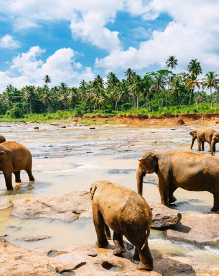 A Guide to Sri Lanka's wildlife