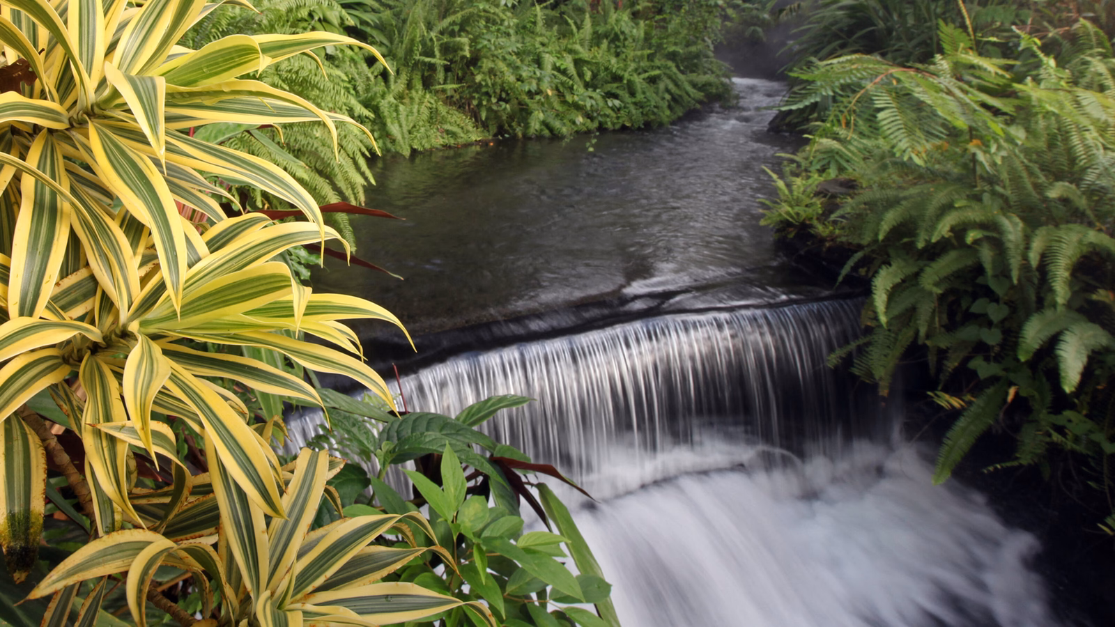 Costa Rica's tropical rainforest