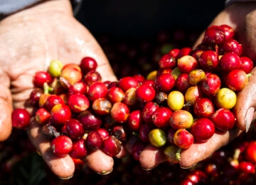 The Coffee Valley thumbnail